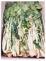 무청시래기 1kg(국내산)