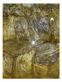 깻잎절임1kg(중국산)
